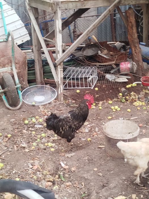 Продам курей и петуха
