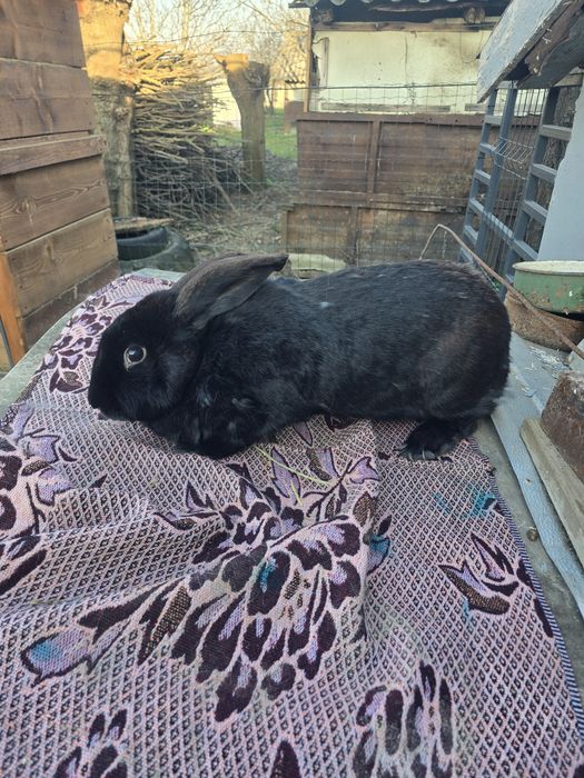 Iepurite de vânzare