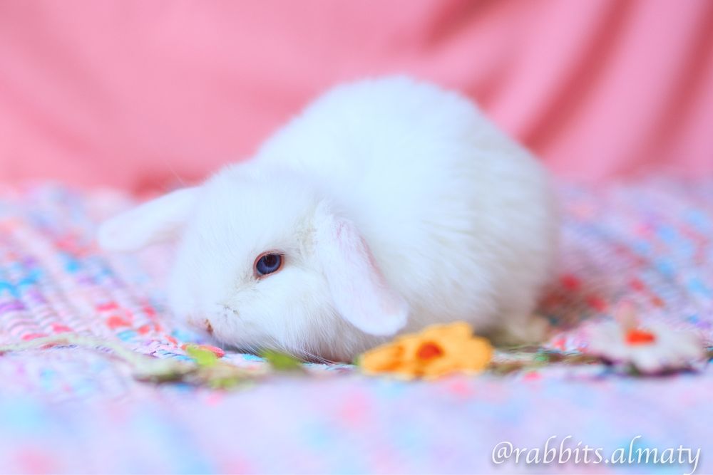 Белые карликовые кролики