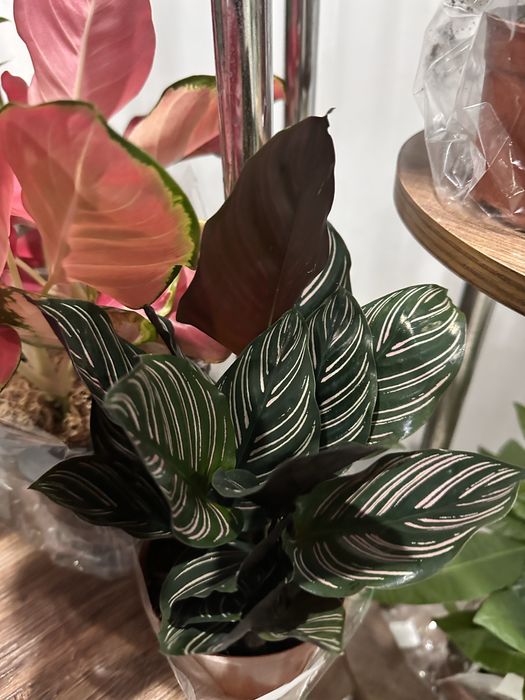 Комнатные цветы по 3500