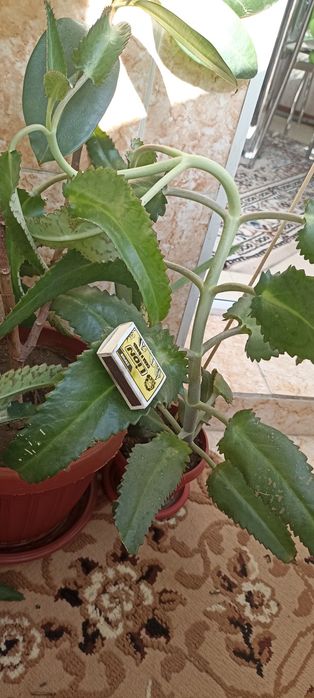 Каланхоэ лечебный