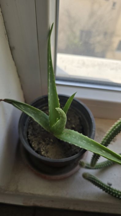 Aloe vera ghiveci