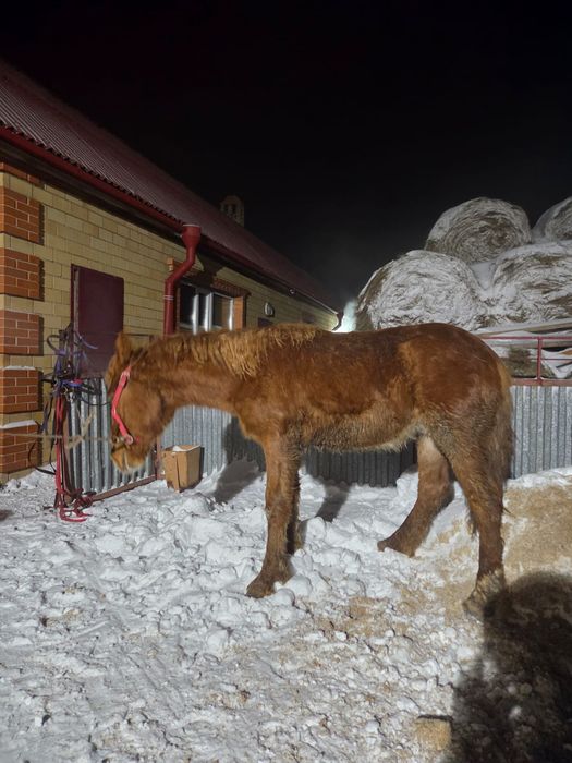 Жабағы еркек(жеребчик)