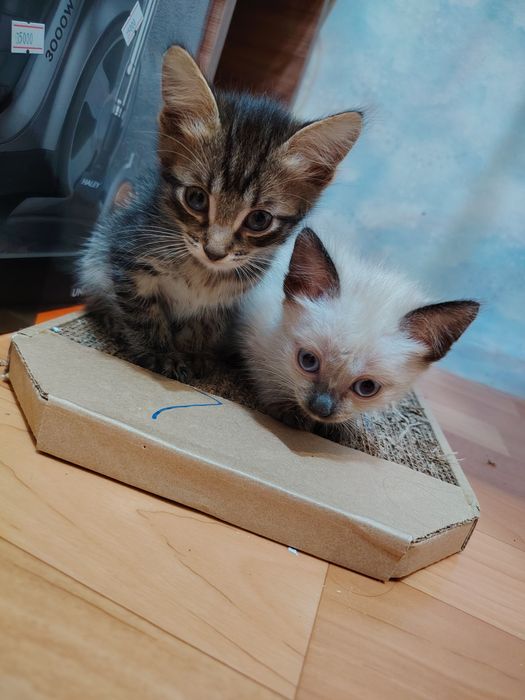 Отдам даром котят