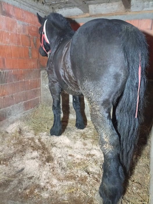 De vânzare mânz de doi ani și șapte luni