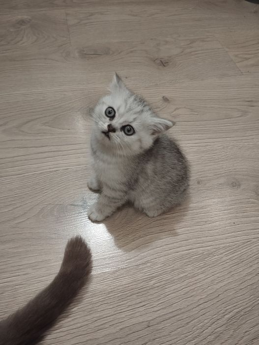 Породистый котенок