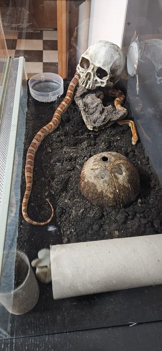 Corn snake + terariu + accesorii + hrana conge