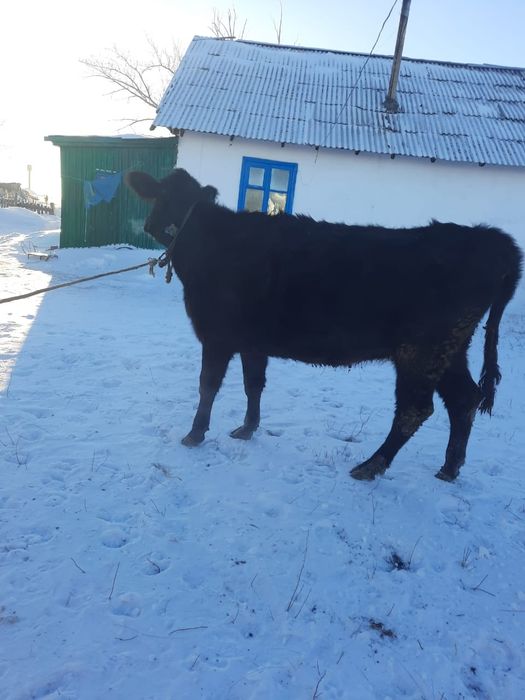 Продам корову 650 000.