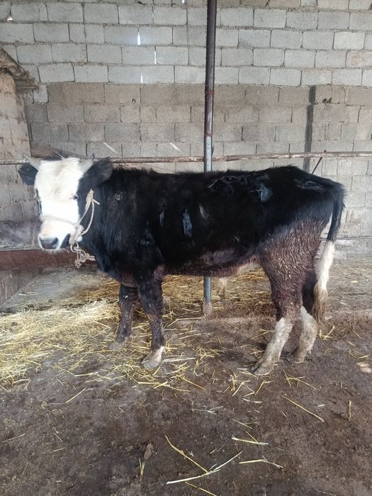 Еркек буқа сатылады