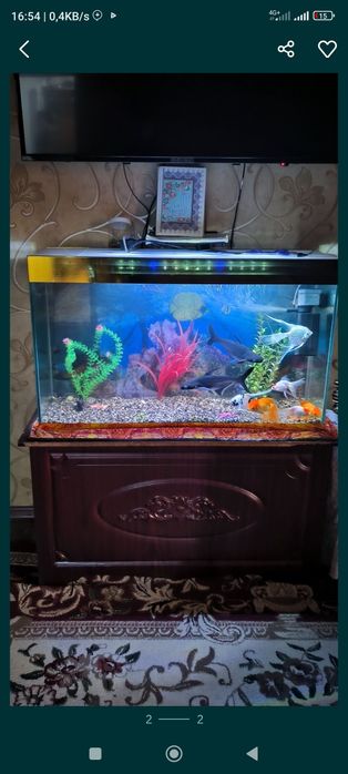 Tillarang Akvarium Sotiladi Baliqlari bn 150  $