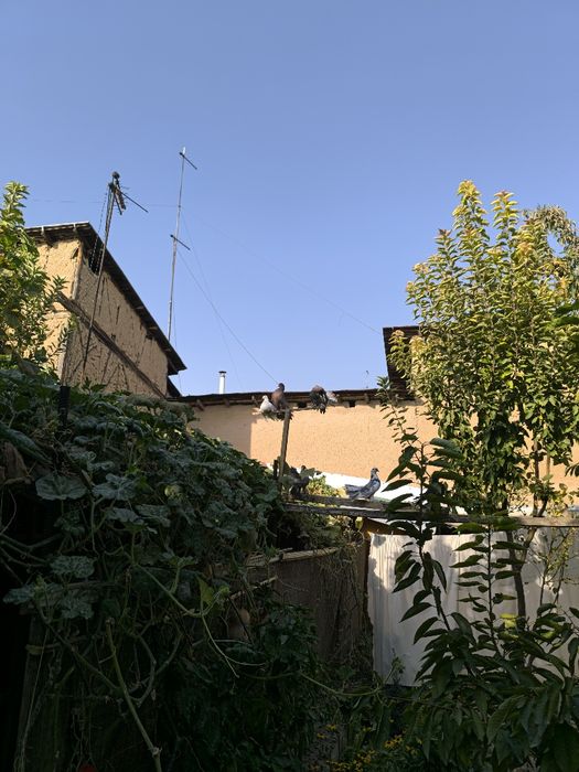 Kaptarlar zoti Pavlin