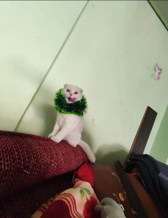 Sotiladi zotli mushuk.skottish fold.o'gil bola