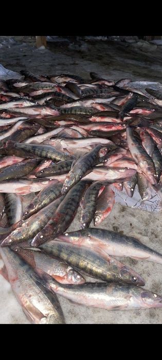 Судакк сатылады свежый