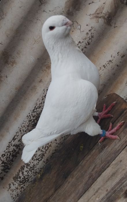 Vând o pereche de porumbei americanii