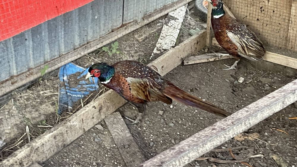 Кыргауыл сатылады