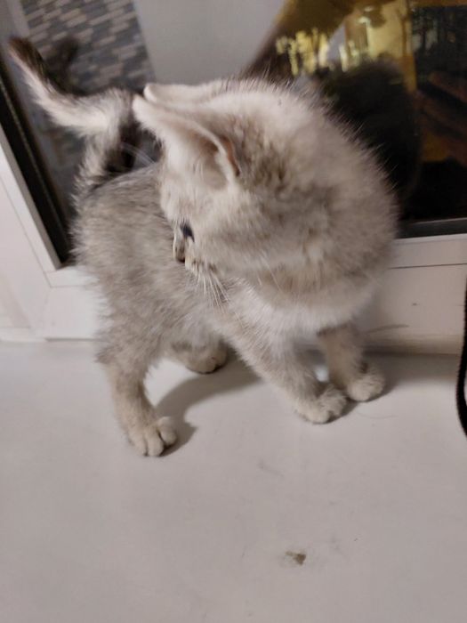 Скоттиш страйт с окрасом серебристой шиншилы