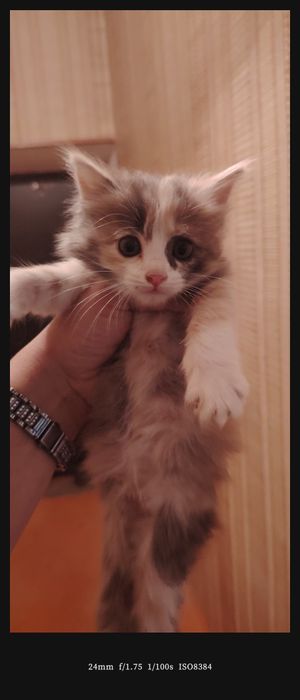 Милые котята, умные, красивые.