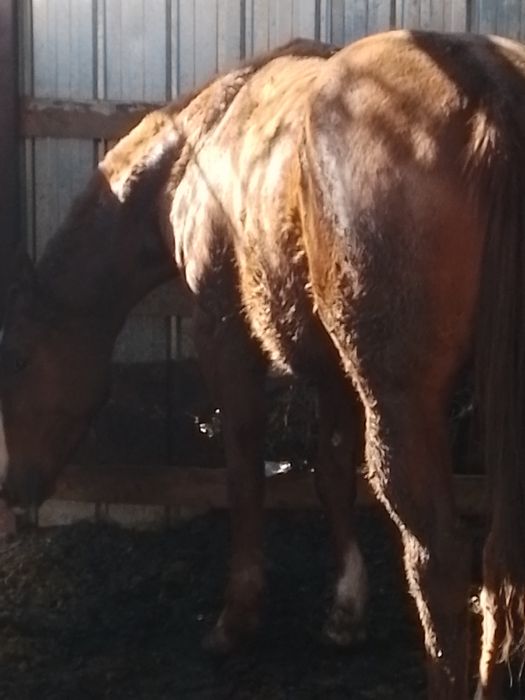 Продам лошадь кобыла