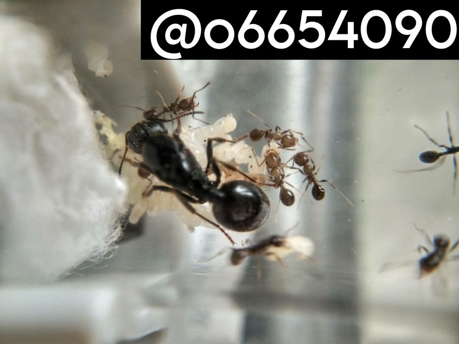 Chumolilar, chumolilar koloniyasi, chumolilar oilasi, messor structor