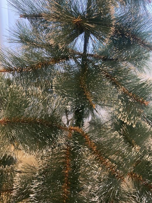 Елка новогодняя новый год Елка