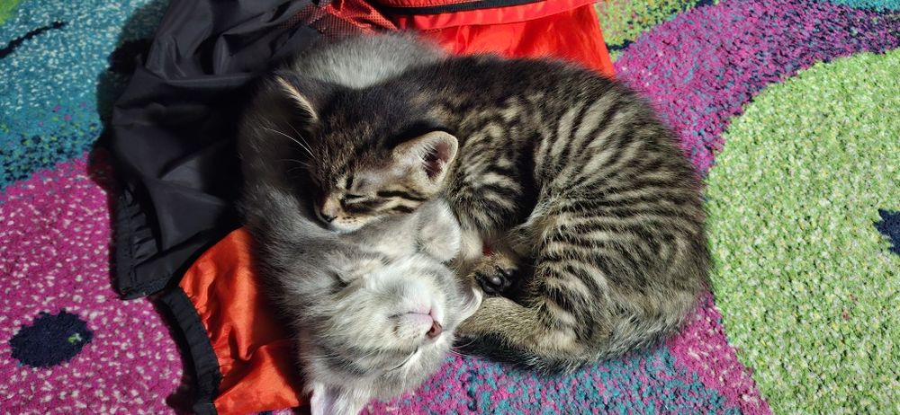 Отдам котят в добрые руки