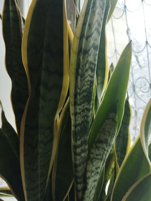 Комнатное растение