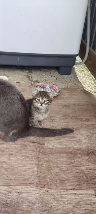 Отдам даром котят