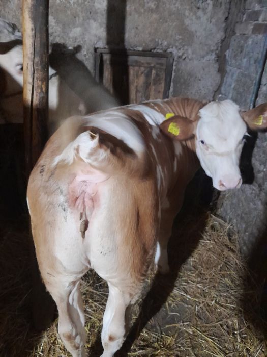 Vacă baltata românească