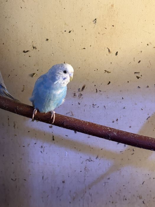 Продаются воонистые попугаи и чехи