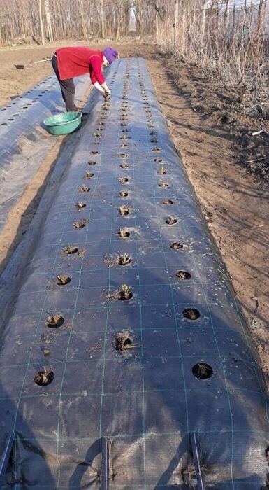 Folie AGROTEXTIL; Tratat UV; 0,5x50ml=120 lei/rola REZISTENT= GARANTIE