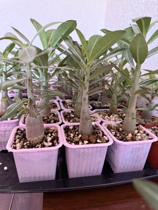 Продаю адениумы, сортовые сеянцы