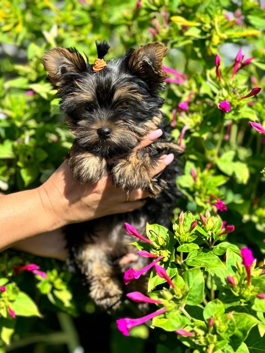 Йоркширский терьер