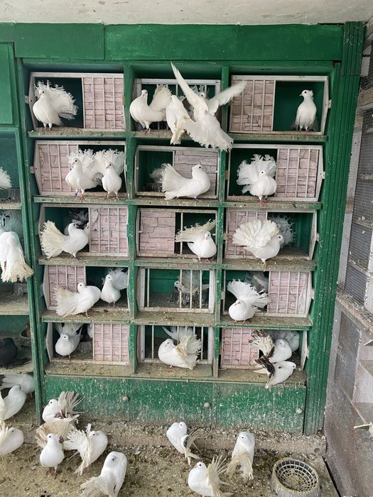 Vand porumbei voltati stil nou si vechi