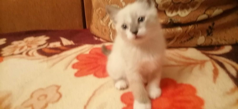 Кошечки домашние, сиамские.