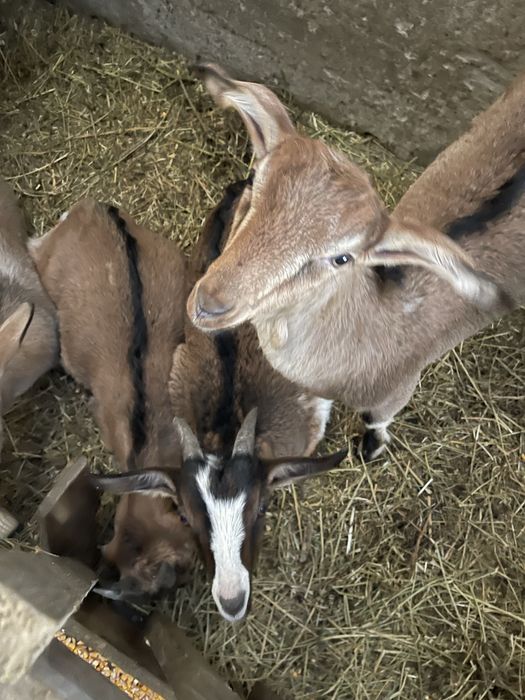 Iezi de vanzare foarte frumosi si grasi