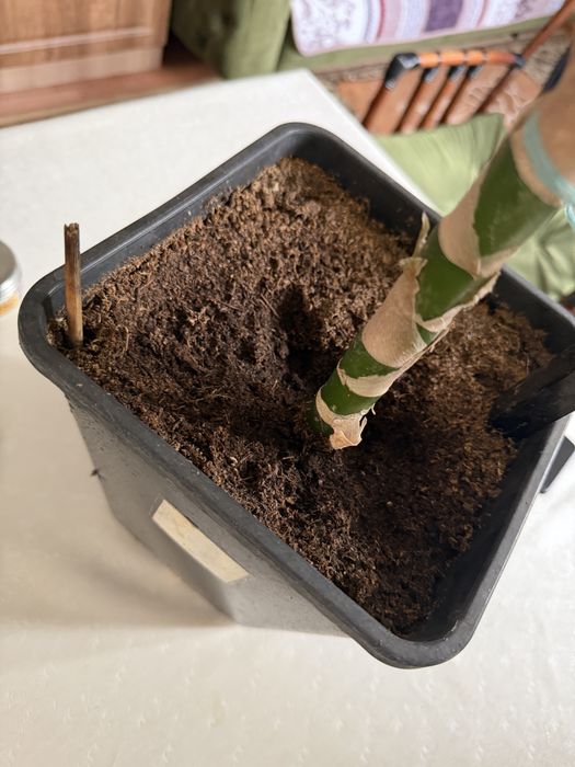 Дафенбахия метр.