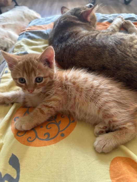 Продам бенгальских котят