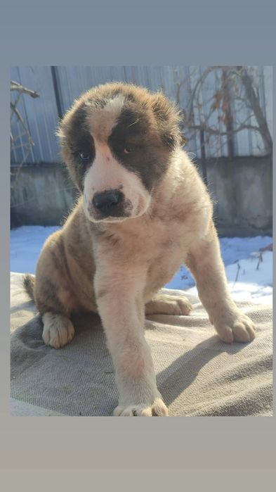 Породные щенки САО Алабай