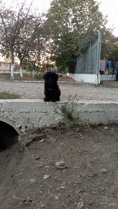 cățeluși ptr adoptie