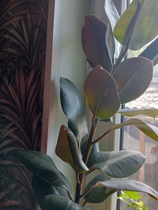 Продам    фикусы