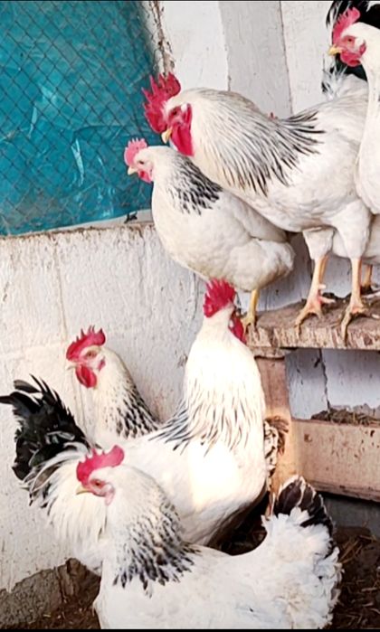 Серебристий Адлер товуклар  тухум жужалари сотилади