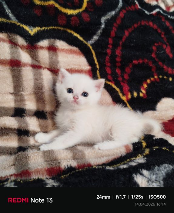 Продаётся чистокровная шиншилла