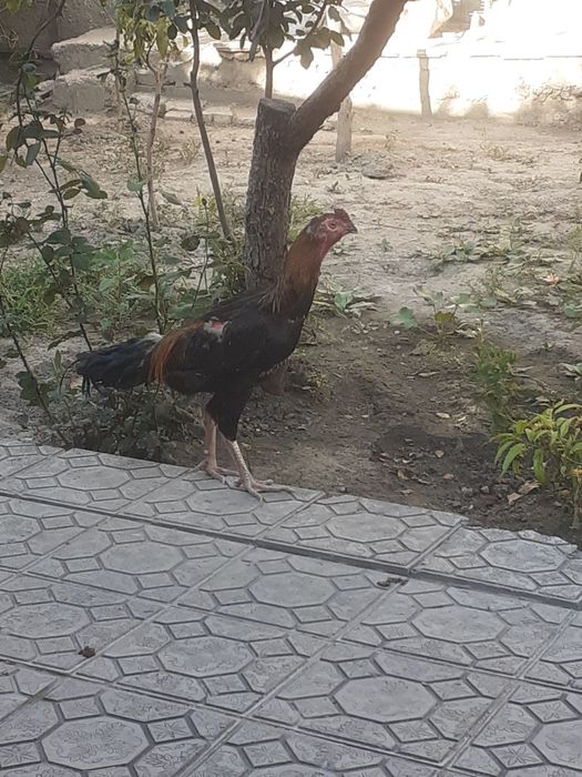 Xoroz sotiladi srochno