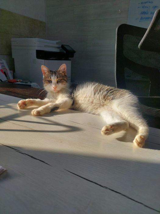 Котенок девочка ласковая