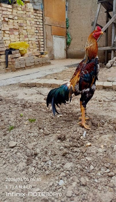 Золотой тульяк сатылады