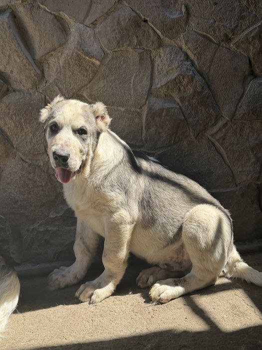 Щенки тобета, кушык сатылымда!