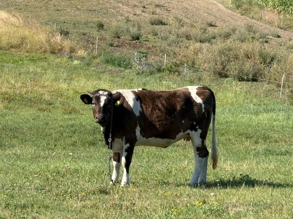 Vînd vițică gestantă