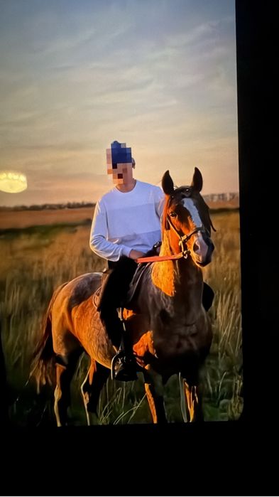 кокпао айғыр сатылады