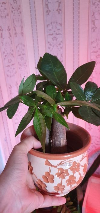 Пахира гүлі голландиялық