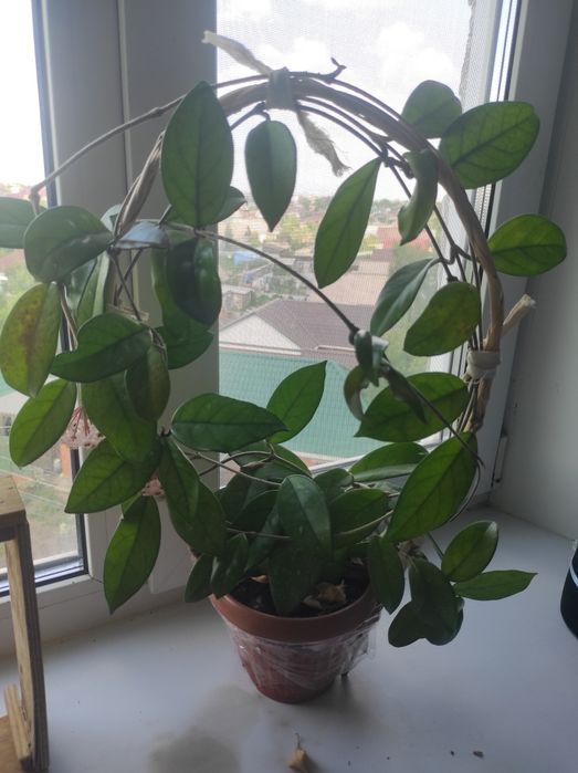 Продам цветок комнатный